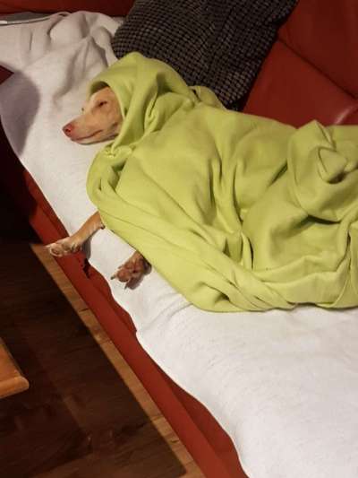 Windhunde - Treffen der besonderen Schönheiten
HERZLICH WILLKOMMEN-Beitrag-Bild