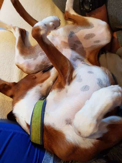 Die Dogorama Wochen Challenge-Beitrag-Bild