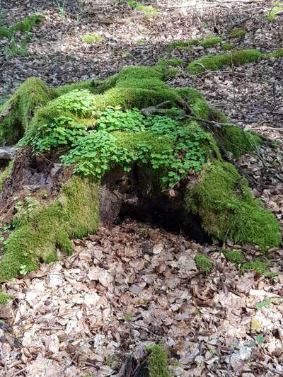 Die wunderschöne Welt mit Hund.-Beitrag-Bild