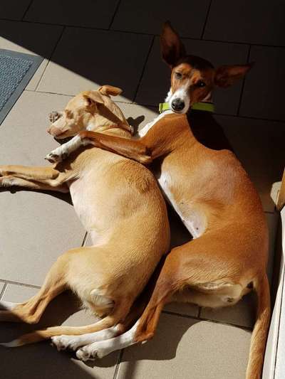 Windhunde - Treffen der besonderen Schönheiten
HERZLICH WILLKOMMEN-Beitrag-Bild