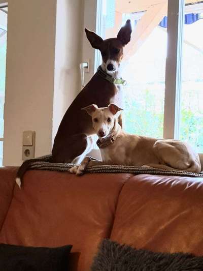 Podencomischling oder Podenco-Beitrag-Bild