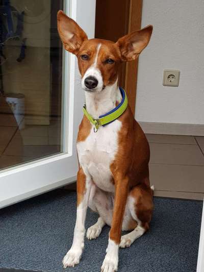 Die Dogorama Kalender Challenge 4/4-Beitrag-Bild