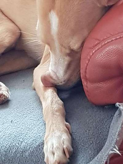 Windhunde - Treffen der besonderen Schönheiten
HERZLICH WILLKOMMEN-Beitrag-Bild