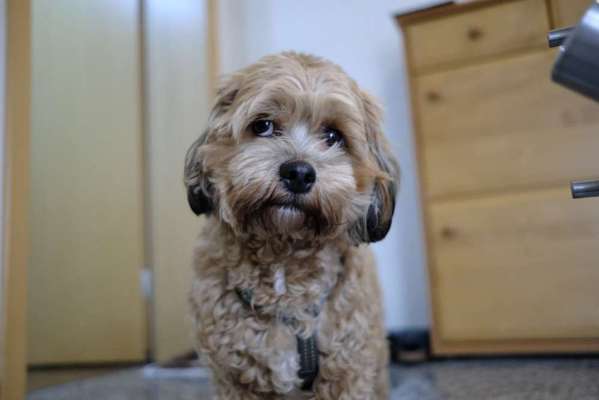 Zeigt her eure Pudel und Pudelmischlinge (:-Beitrag-Bild