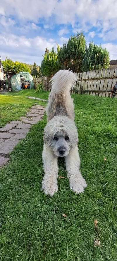 Gibts hier Mioritic Besitzer?-Beitrag-Bild