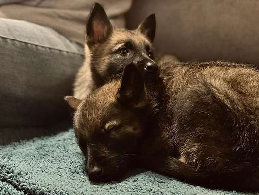 Postet das beste Foto von euren 4 beinern-Beitrag-Bild