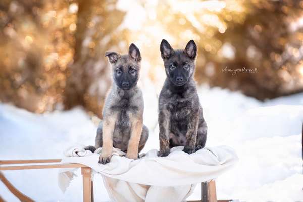 Postet das beste Foto von euren 4 beinern-Beitrag-Bild