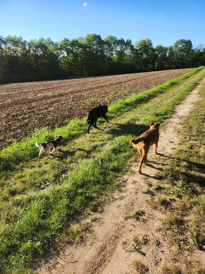 Hundetreffen-Gemeinsamer Spaziergang oder Mantrailing-Bild
