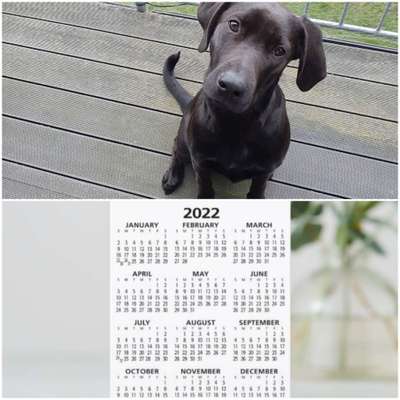 Wie heißt dein Hund?-Beitrag-Bild