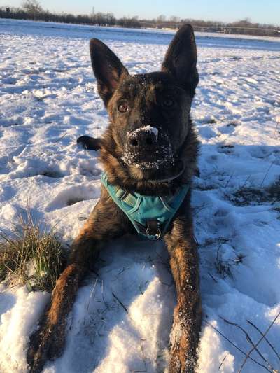 Zeigt die schönsten Schneebilder von eurer Fellnase ❄️-Beitrag-Bild