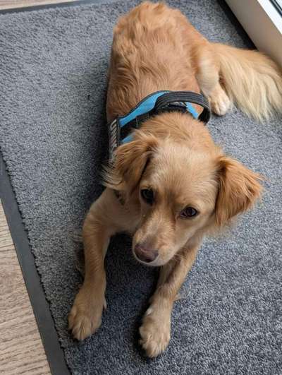 Hundetreffen-Neue Fellnasen Freunde finden-Bild