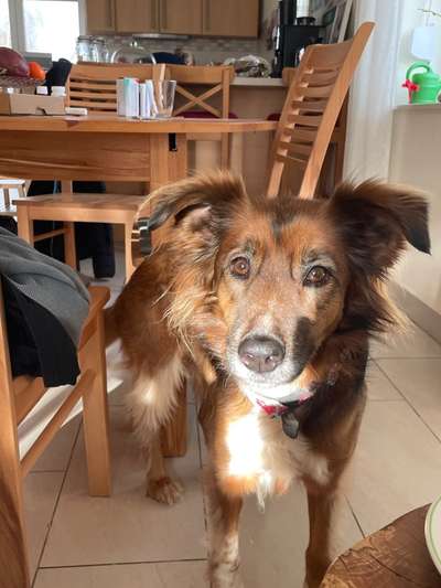 Postet das beste Foto von euren 4 beinern-Beitrag-Bild