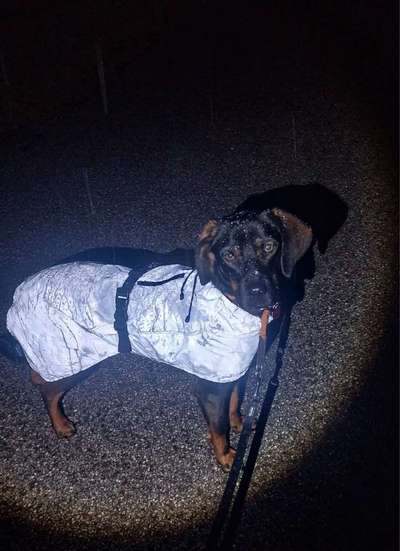 Regenmantel für den Hund (nötig?/Empfehlungen)-Beitrag-Bild