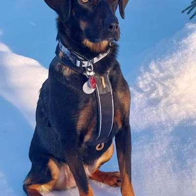 aktuelles Foto Gruppe Hunde aus dem Tierschutz