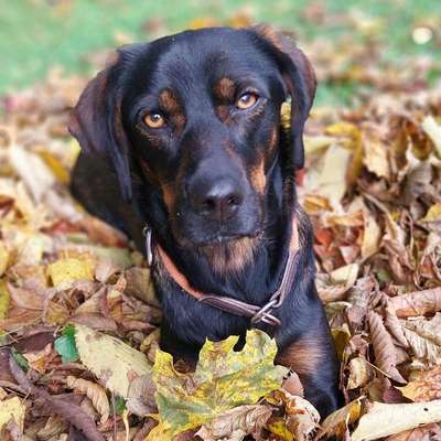 Hundetreffen-Gemütliche Gassirunde-Bild