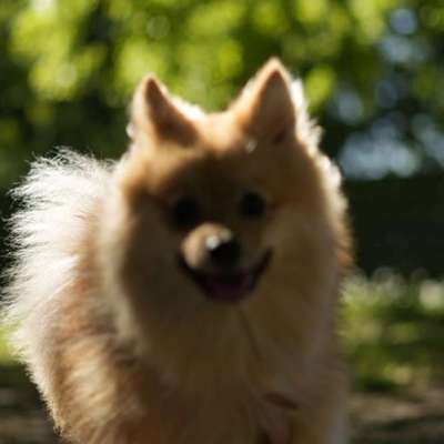 Hundetreffen-Hundebegegnungen/Social Walk-Bild