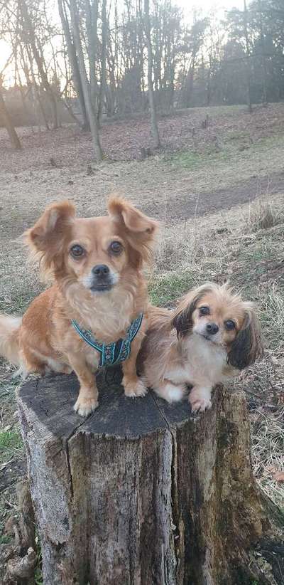 Hundetreffen-Gassirunde mit Erwachsenen-Bild