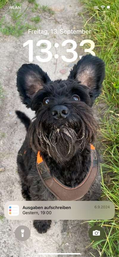 Hundetreffen-Große Klappe sucht Freunde-Bild