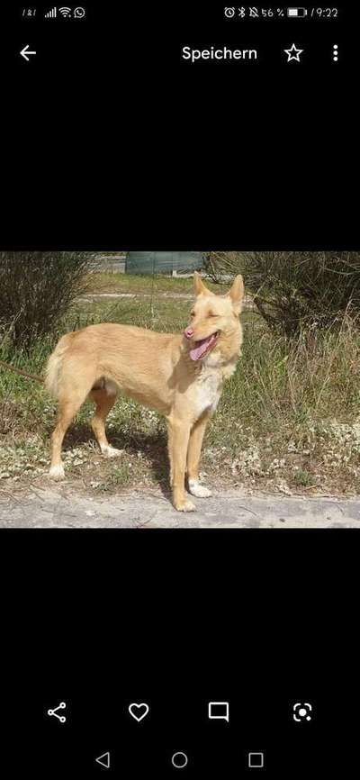 Wo habt ihr eure Hunde her ?-Beitrag-Bild