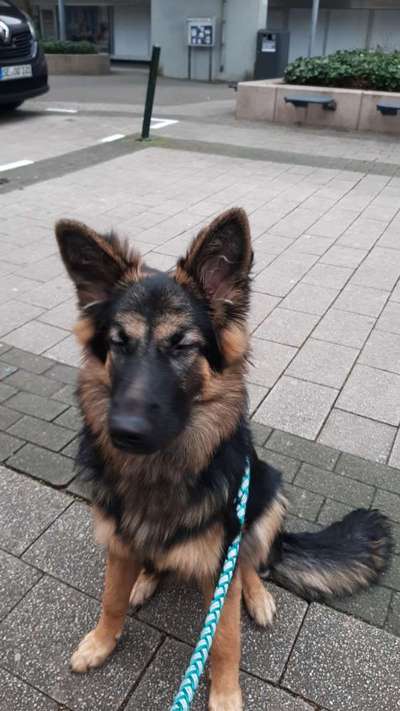 Deutsche Schäferhunde, Belgische Schäferhunde.-Beitrag-Bild