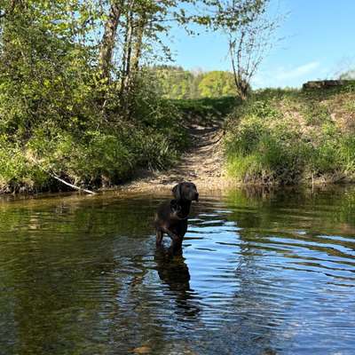 Hundetreffen-Hundetreff Sirnach-Bild