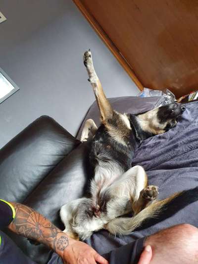 Mischlingshunde Foto Aufruf-Beitrag-Bild