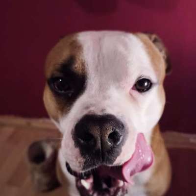 Hundetreffen-Gassitreff in Bad Driburg und Umgebung-Bild