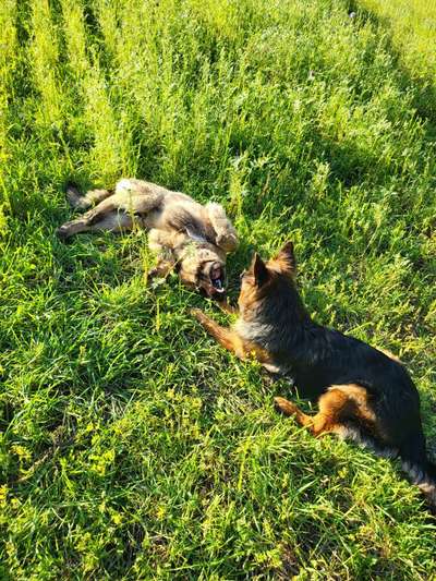 Dogorama Photo Challenge - Mäulchen auf-Beitrag-Bild