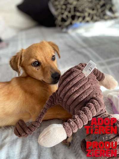 Dogorama Photo Challenge - "Adoptieren statt Produzieren" mit Gewinnspiel-Beitrag-Bild