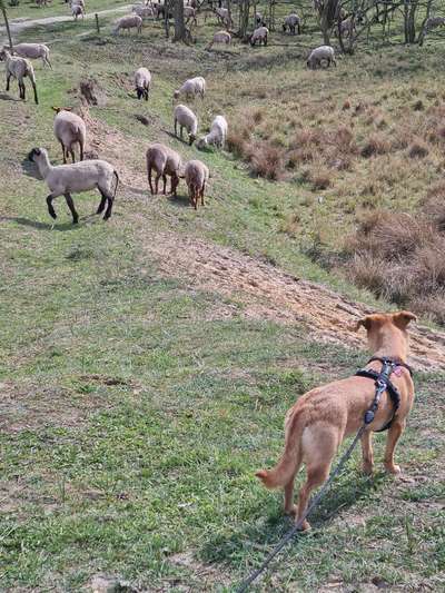 Hundeauslaufgebiet-Döberitzer Heide-Bild