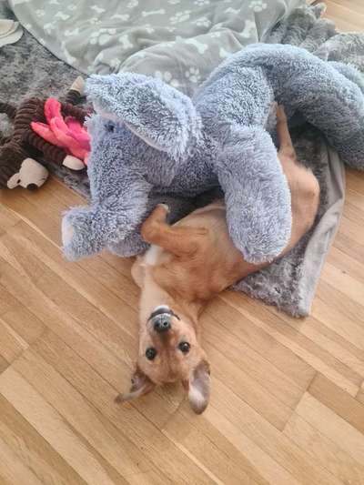 Spielzeug-Beitrag-Bild