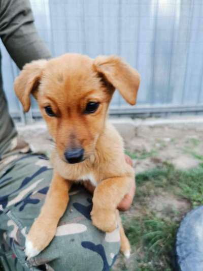 Dogorama Photo Challenge - Hundeblick zum hinschmelzen-Beitrag-Bild