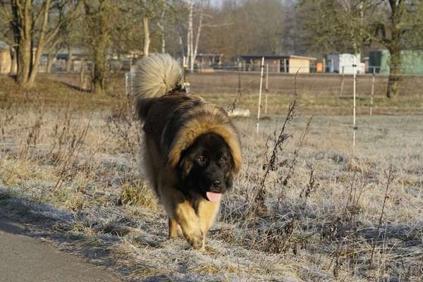 Challenge 23 : "  Euer Hund beim Frühlingserwachen "-Beitrag-Bild