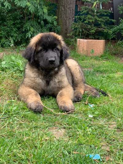 Welpen Bilder !-Beitrag-Bild