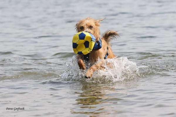 Dogorama-Monats-Challenge-Mai "Wasser"-Beitrag-Bild