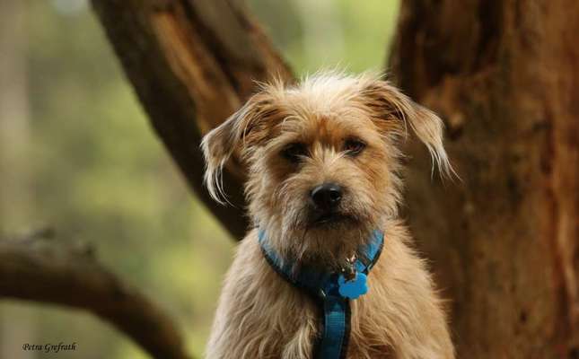 Fotochallenge No. 26                                     Wald und Wiese-Beitrag-Bild