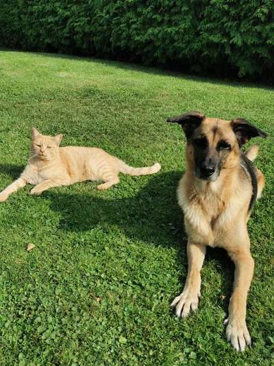 Hund und Katz Momente-Beitrag-Bild