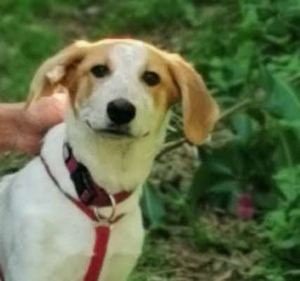 Dogorama Photo Challenge - Portrait-Beitrag-Bild