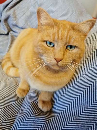 Hundebilder-Beitrag-Bild