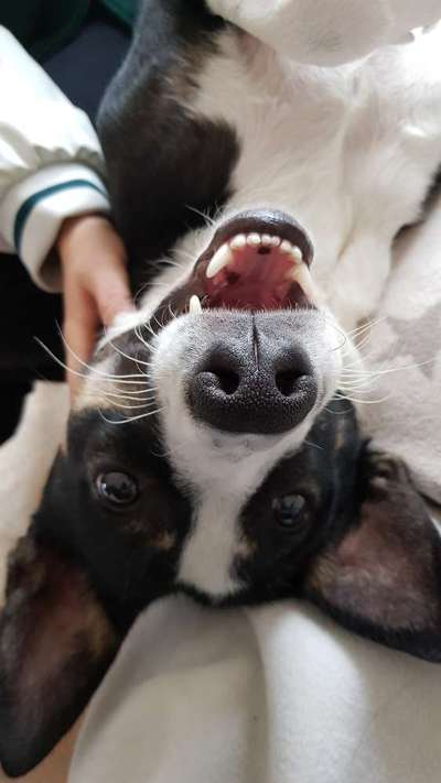 Zeigt mir die tollste Nahaufnahme von eurer Fellnase-Beitrag-Bild