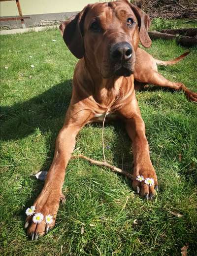 Dogorama Photo Challenge - Herzenshund-Beitrag-Bild