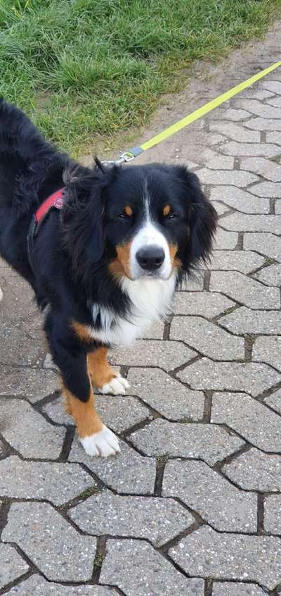 Schweizer Sennenhunde-Beitrag-Bild