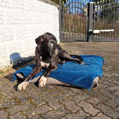 Reinrassige Hunde?-Beitrag-Bild