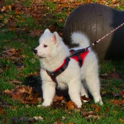 Hundetreffen-Welpengruppe in Oberhausen-Bild