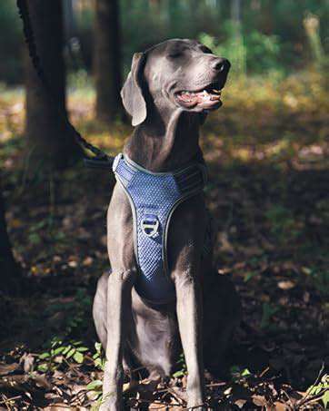 Ziehen an der Leine-Beitrag-Bild