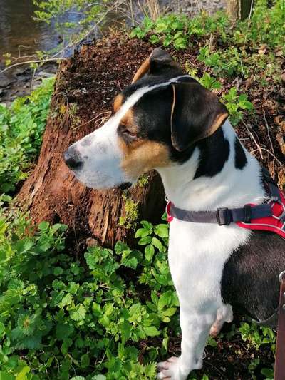 Die Dogorama Monats Challenge "Es grünt und blüht"-Beitrag-Bild