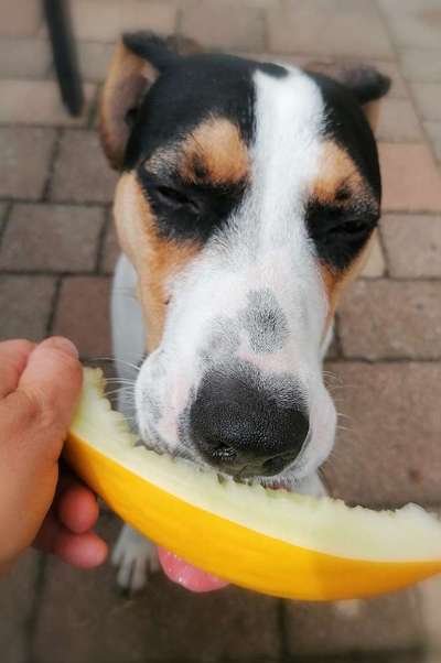 Die Dogorama Kalender Challenge 4/4-Beitrag-Bild