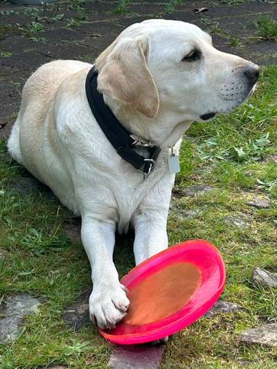 TierschutzhundeStammtisch🐕-Beitrag-Bild