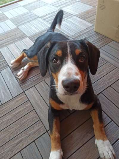 Entlebucher Sennenhund-Beitrag-Bild
