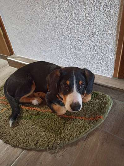 Entlebucher Sennenhund-Beitrag-Bild